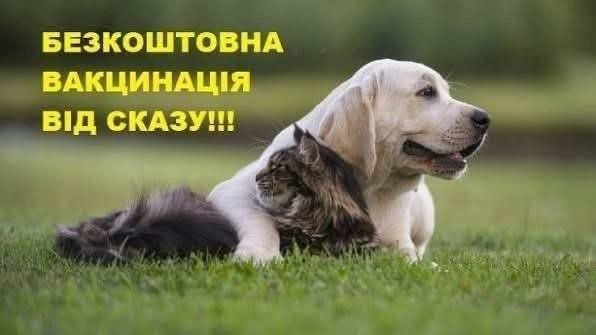 У Михайлівці-Рубежівці організують виїзну вакцинацію тварин від сказу