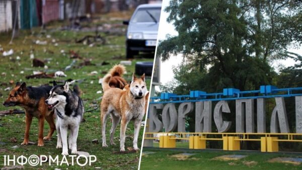 Зростання нападів тварин: у Бориспільській громаді розробляють заходи реагування