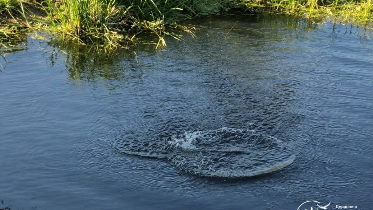 Розслідування масової загибелі риби у водоймах Київщини