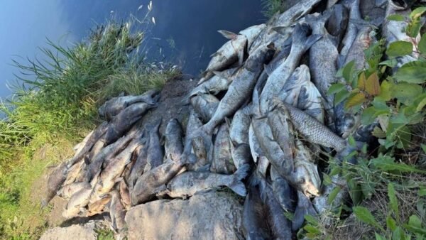 У Борщагівській громаді встановили причину масового мору риби