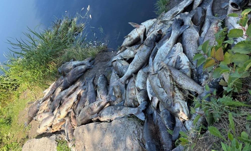У Борщагівській громаді встановили причину масового мору риби