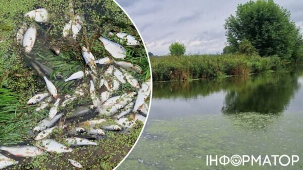 У річці Ірпінь поблизу Стоянки зафіксовано масову загибель риби: мешканців закликають не вживати воду та рибу
