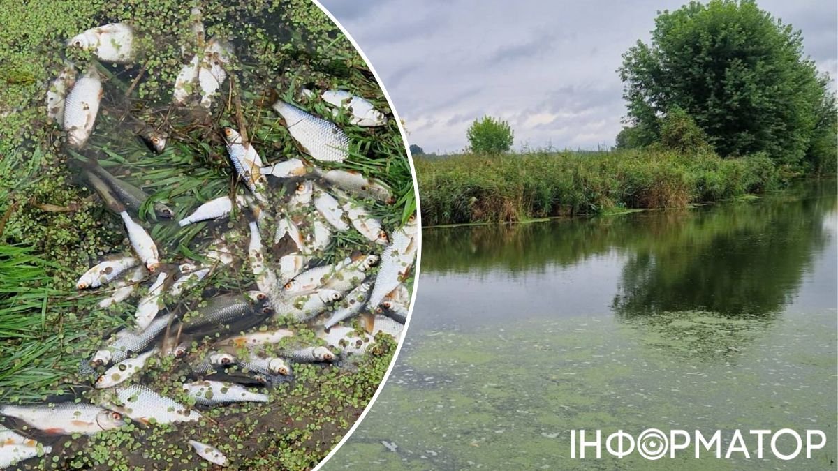 У річці Ірпінь поблизу Стоянки зафіксовано масову загибель риби: мешканців закликають не вживати воду та рибу