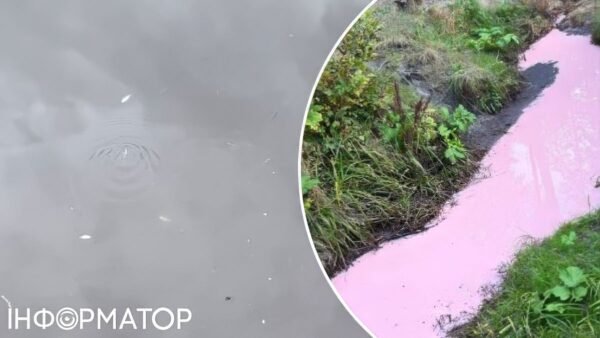 Масовий мор риби у Коцюбинському: токсична вода з річки Любка спричинила екологічну проблему