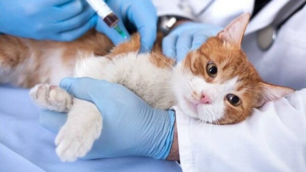 У Ворзелі підтвердили сказ: організовано вакцинацію тварин